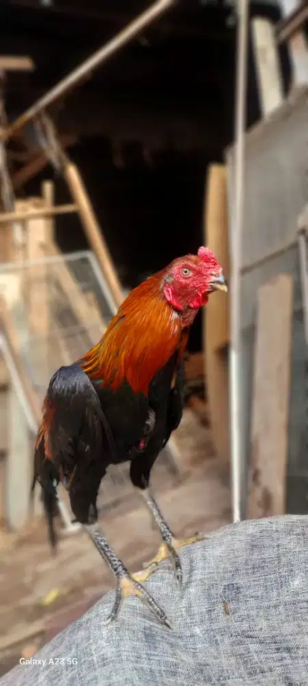 Assel parrot X mangon