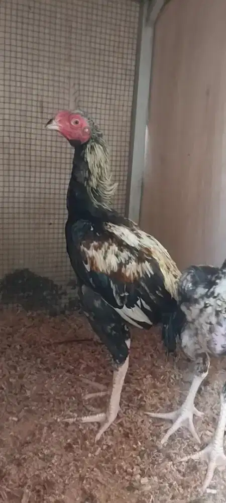 Assel parrot X mangon