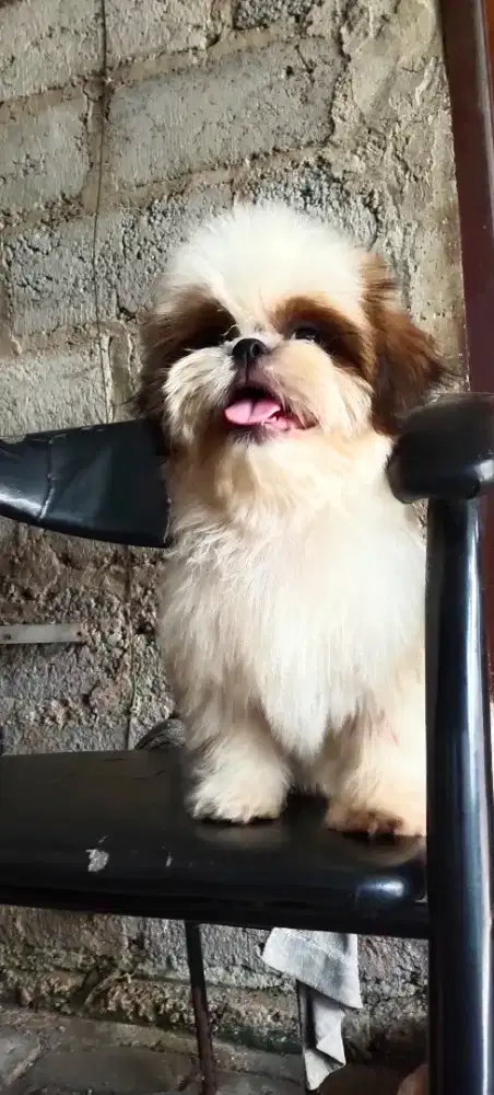 Shihtzu puppy non stambum