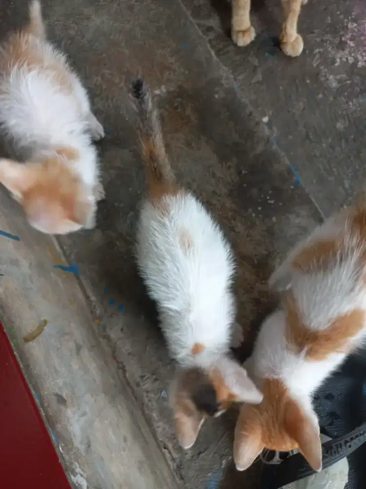 Open adopt kitten usia 2bulan