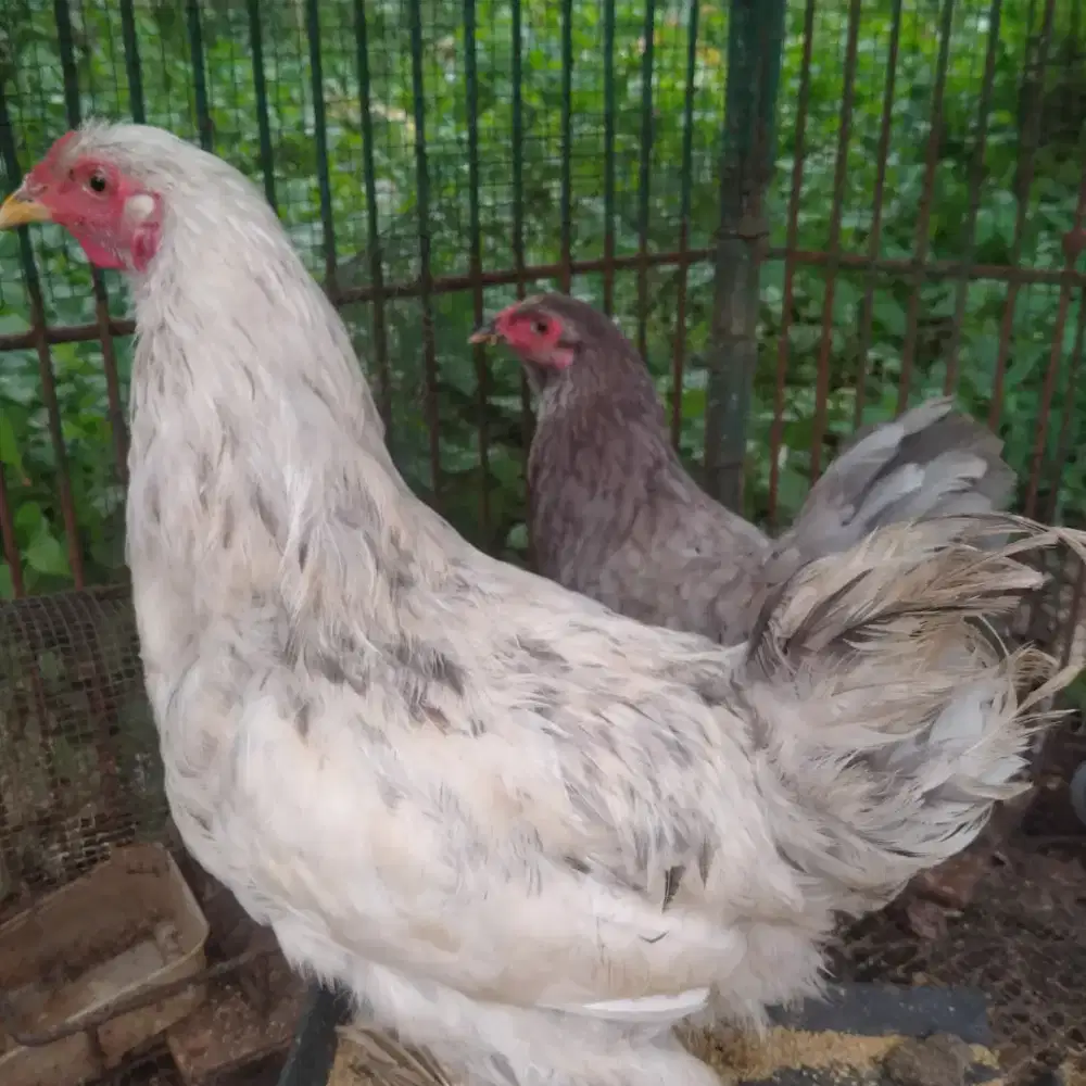 Ayam Brahma Sepasang Siap Ternak