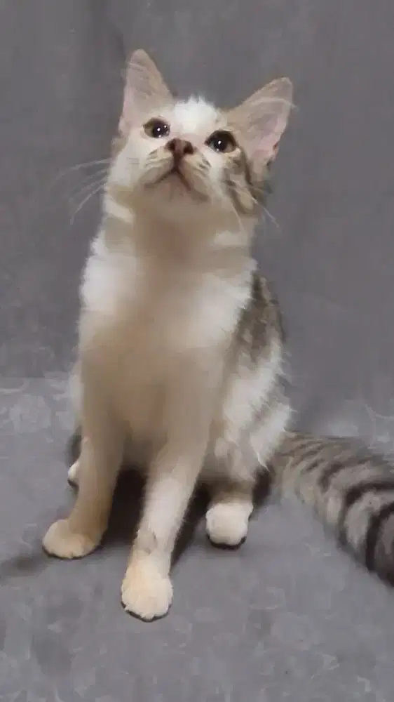 Anakan Kucing Anggora Mixdom Bicolor Silver Blue Ekor Riwuk