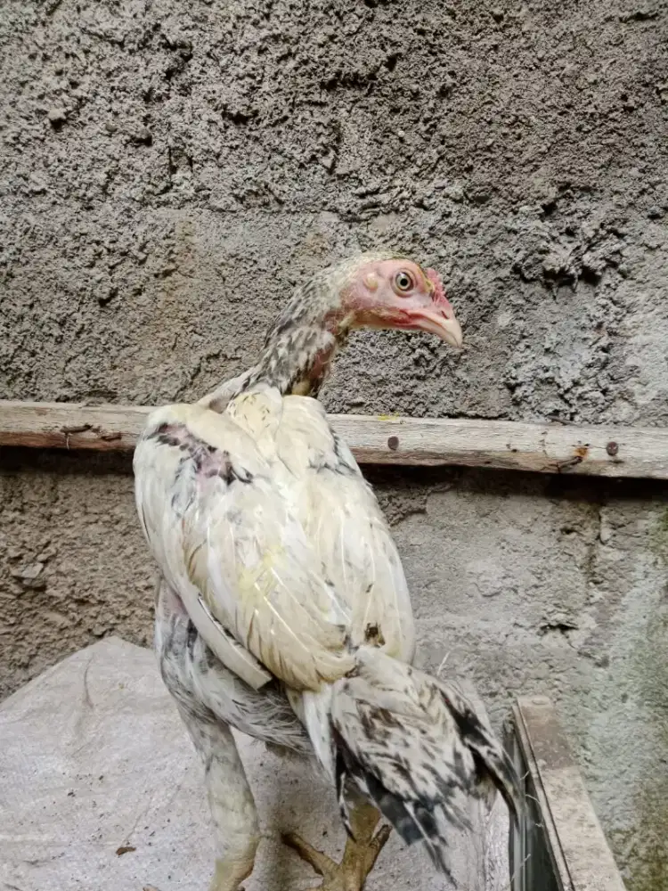 Pitik Ayam Pama bulbi