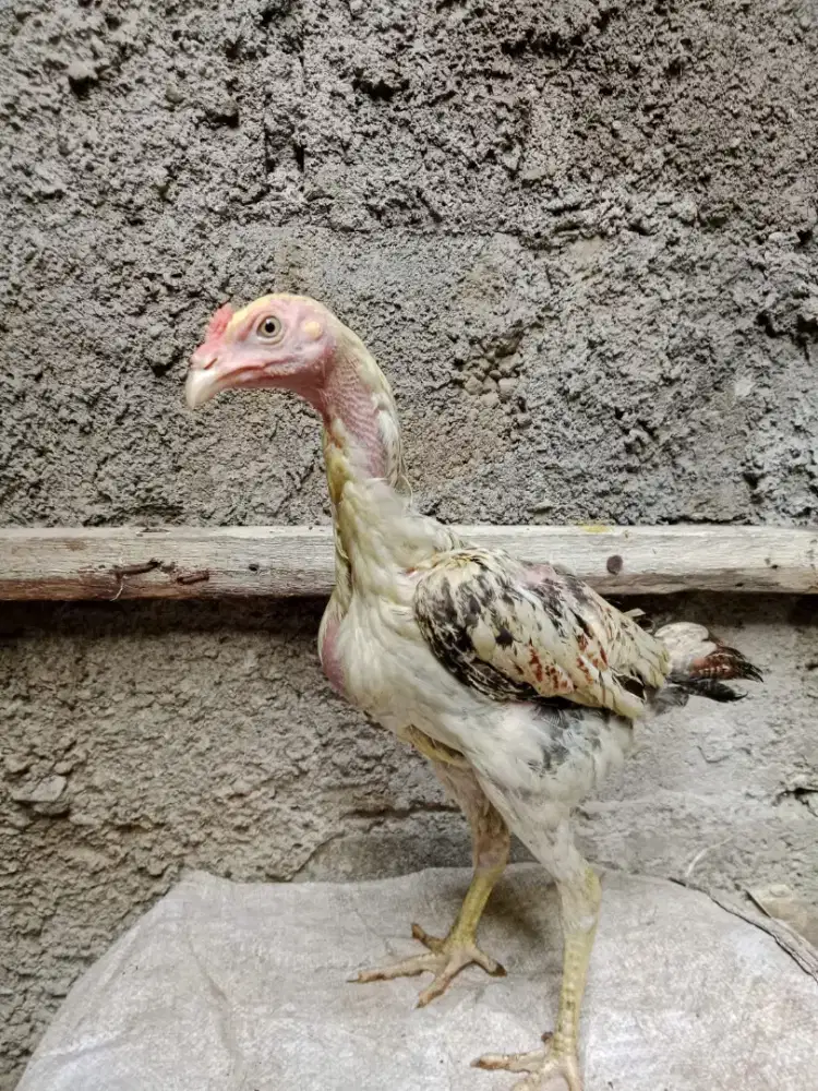 Pitik Ayam Pama bulbi Salju