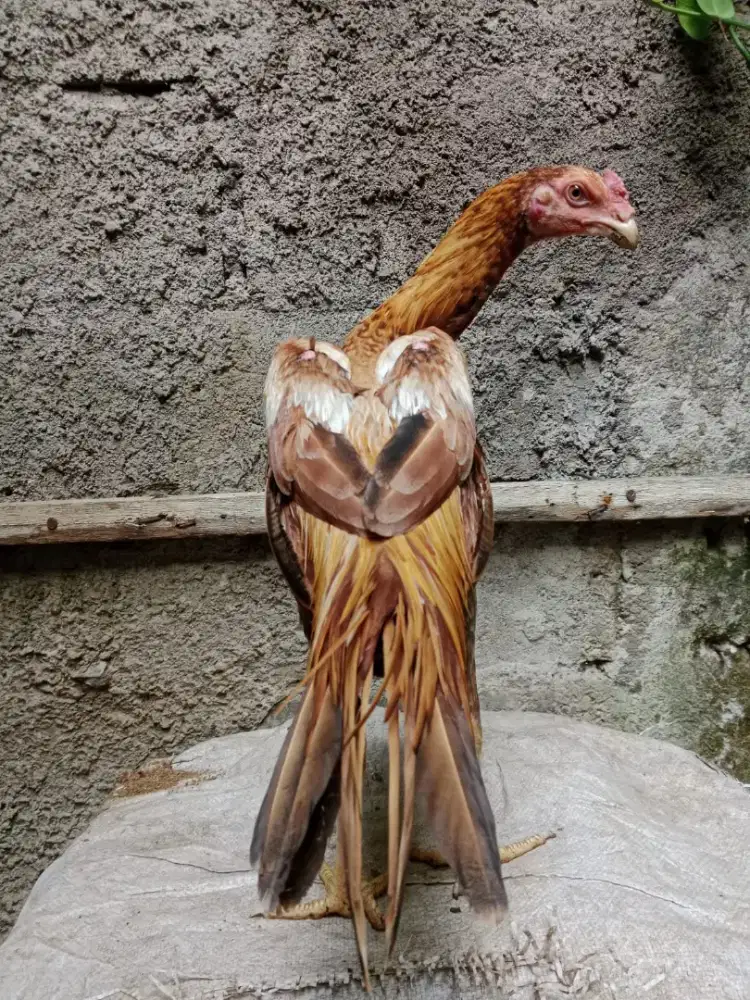 Ayam Bangkok Ekor Lidi