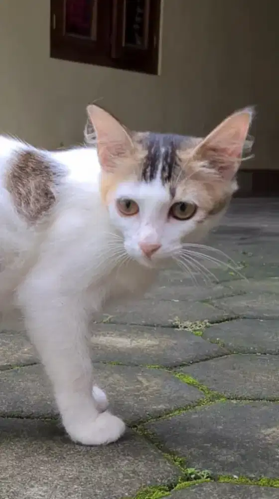 Anakan Kucing Anggora Mixdom Calico Ekor Riwuk