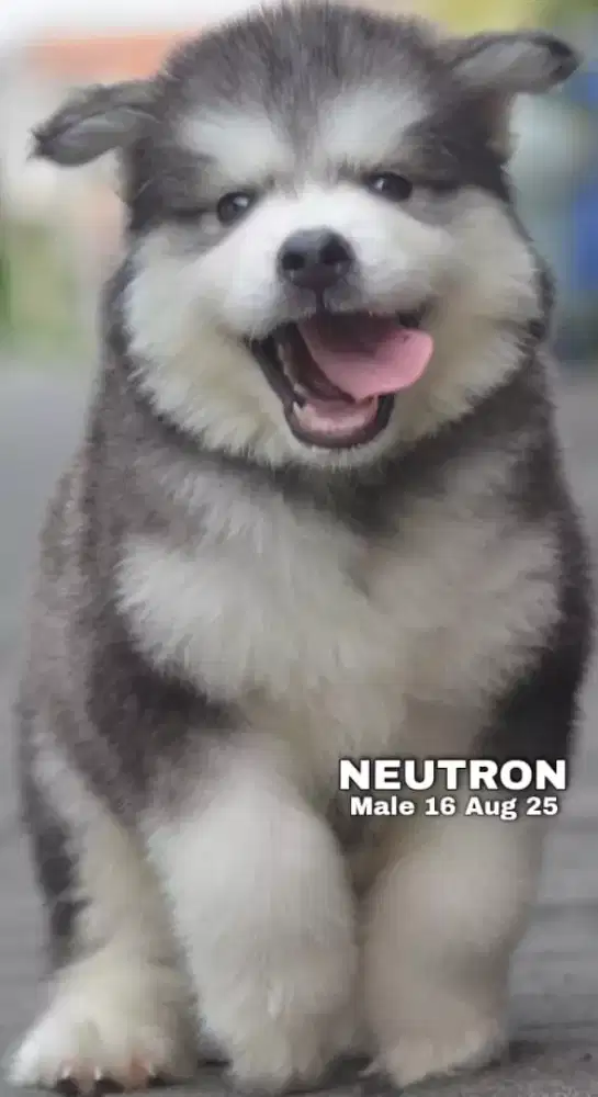 Alaskan malamute abu jantan •NEUTRON•