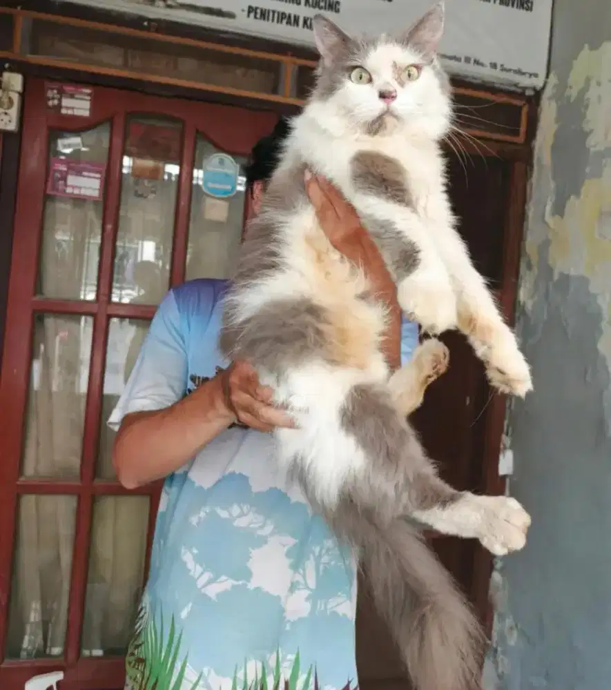 Ragdoll jantan 8 bulan