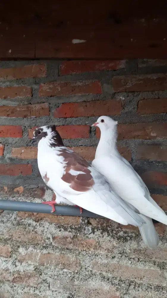 Merpati 2 pasang + 2 ekor anakan