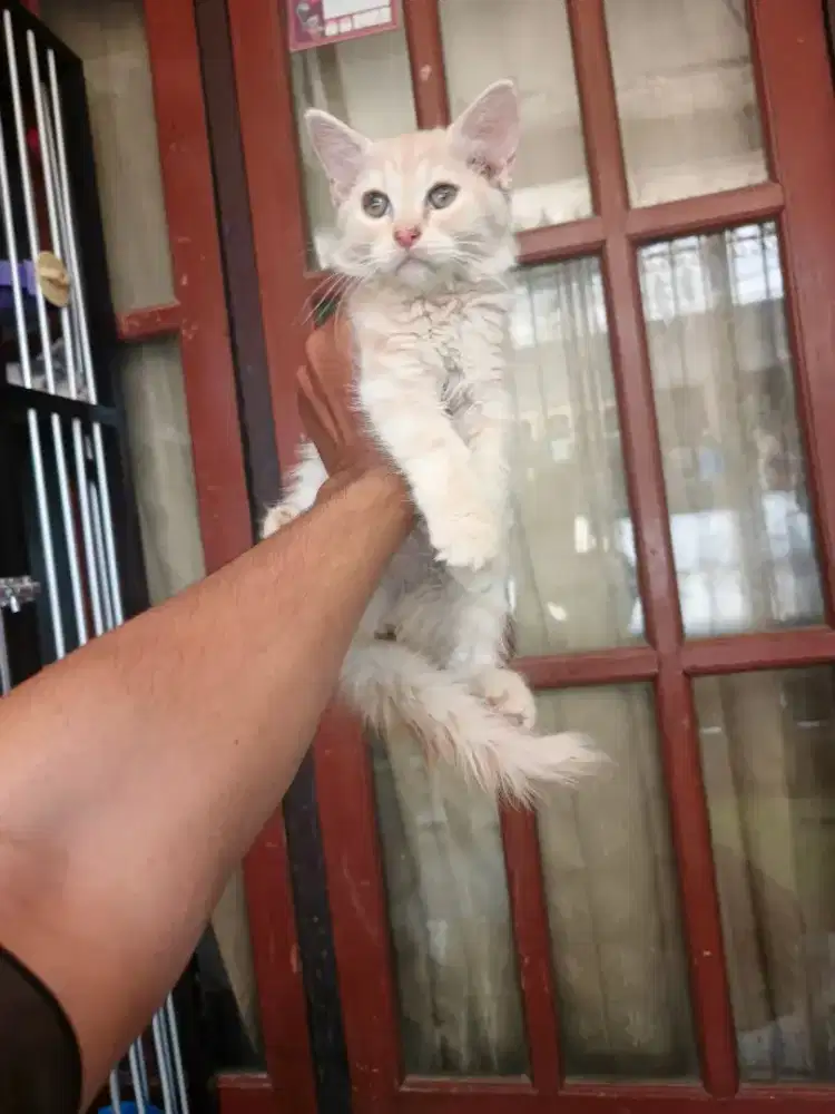 Persia jantan 2,5 bulan