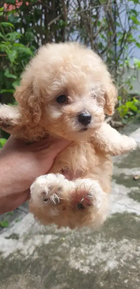 Poodle puppies jantan dan betina