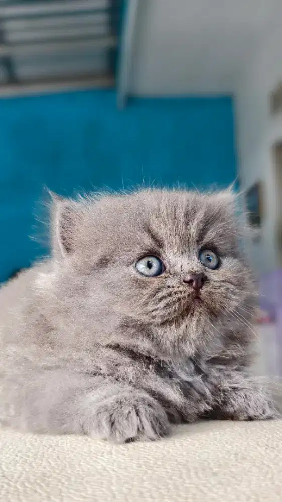 British Longhair Male