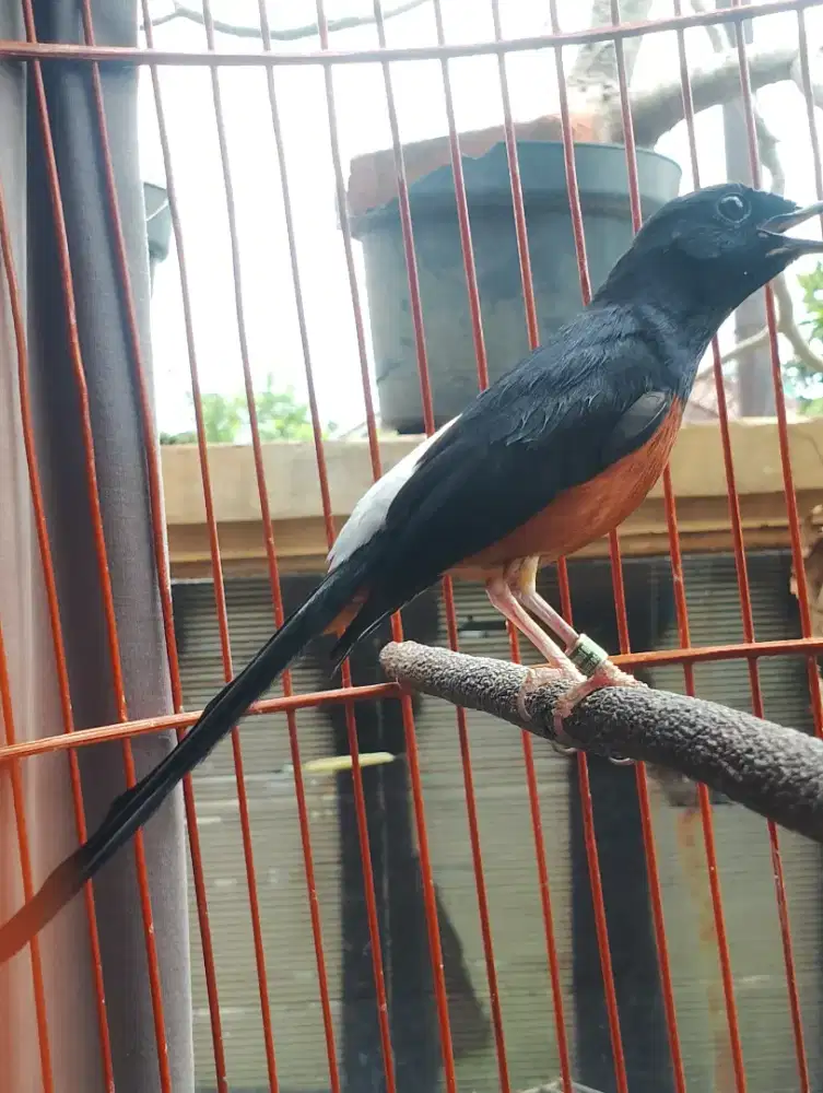 Muray prospek eks prestasi