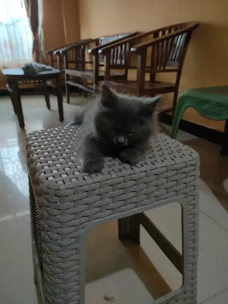 Open adop kiten norwegian forest mix persia himalaya