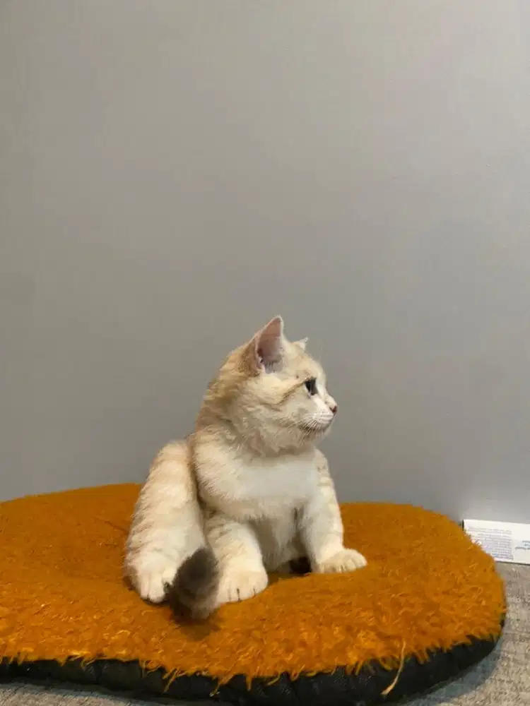 British short hair KITTEN golden n white