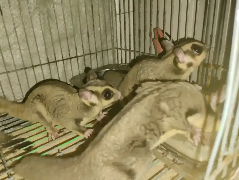 sugar glider abu abu random