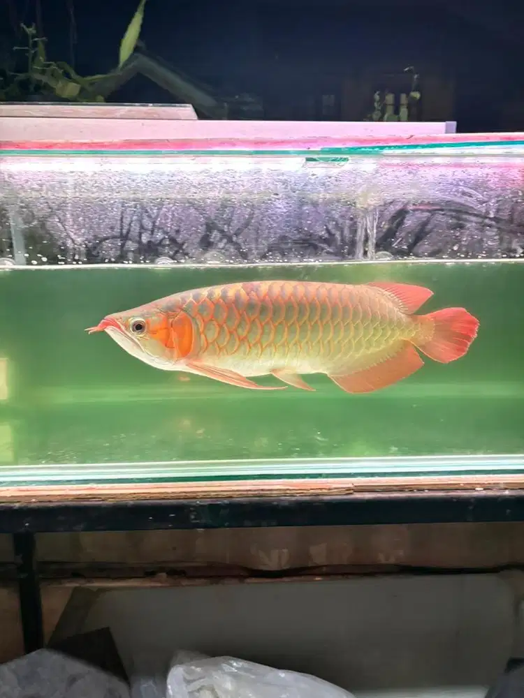 Ikan arwana super red 50cm sumo