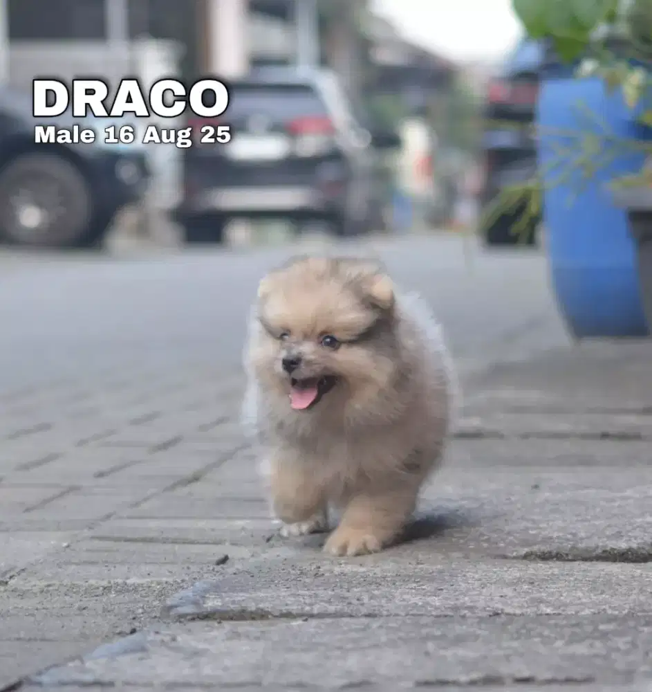 Minipom sable jantan •DRACO•