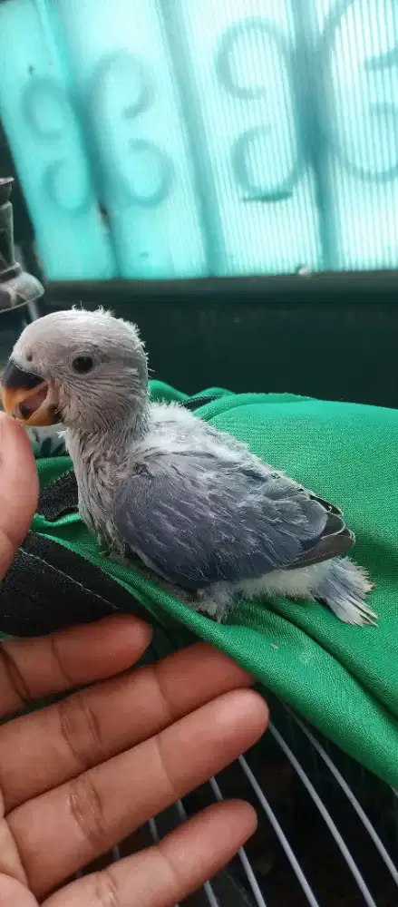 Lovebird lolohan non klep vio love bird