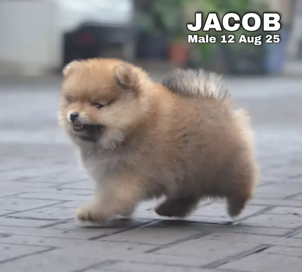 Minipom sable jantan •JACOB•