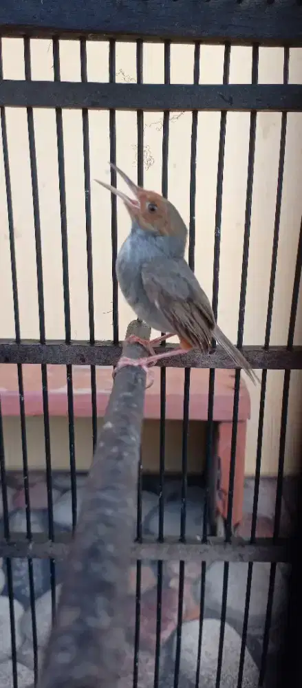 Prenjak klawu jantan