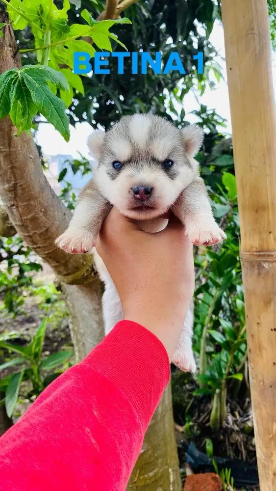 DIJUAL ANAKAN HUSKY