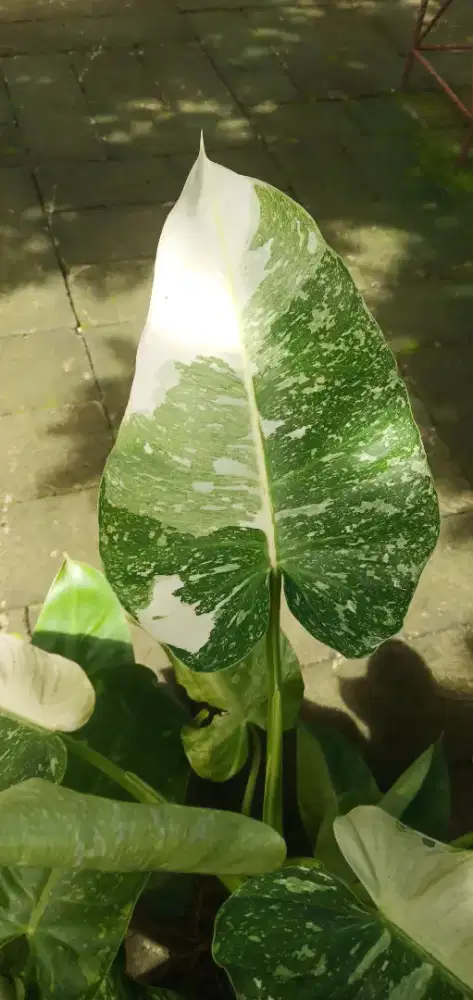 Josebuono varigata original