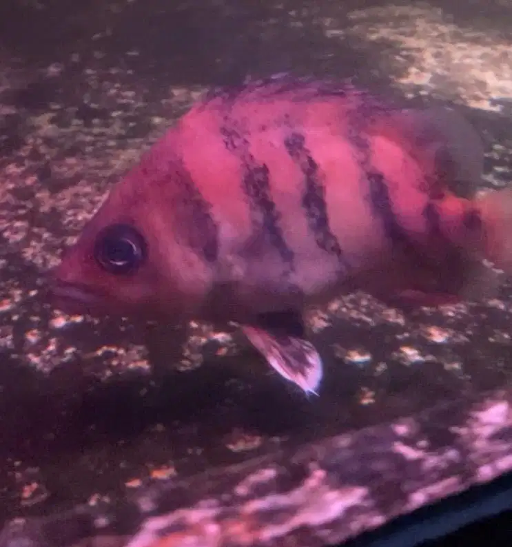 Ikan hias Predator Datz fuzzy bar