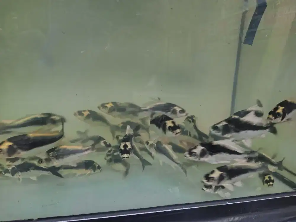 Koi kabuto size 10-12 cm