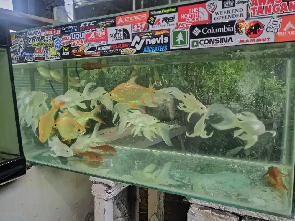 Koi Kumpai Platinum Slayer