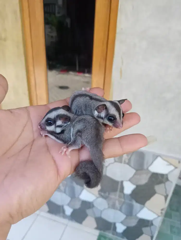 Sugar glider jinak