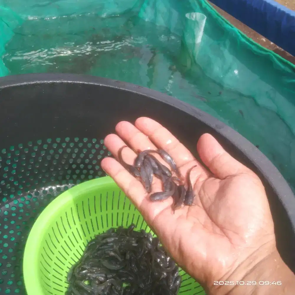 Jual Bibit Lele Unggul Uk. 3-4 Sortir