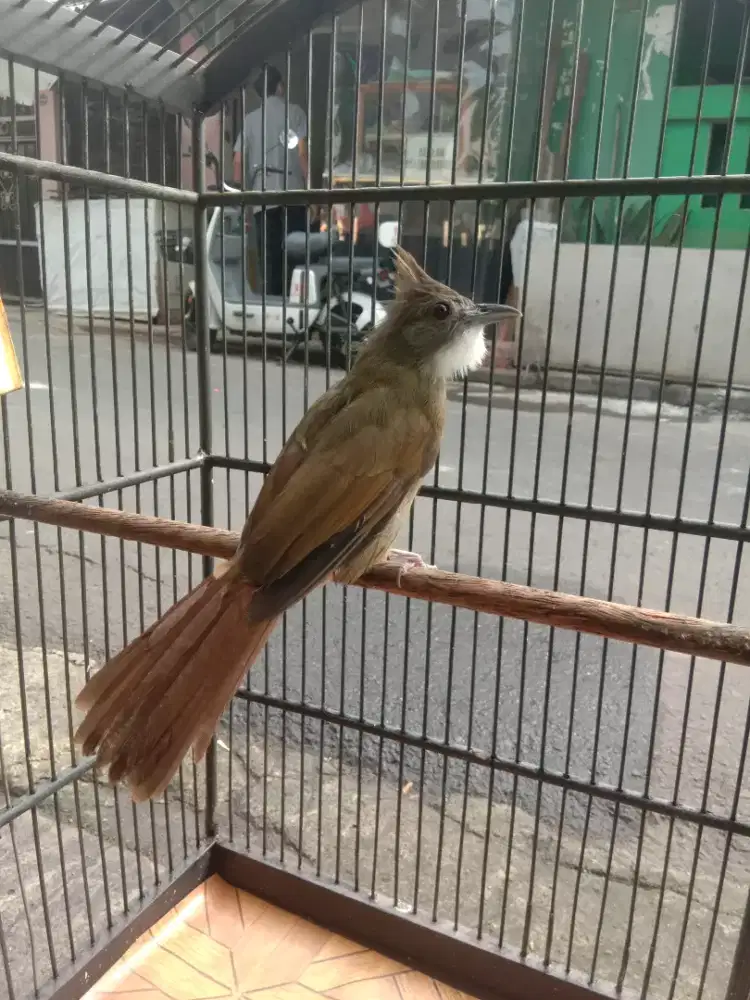 Burung cucak jenggot rajin banget