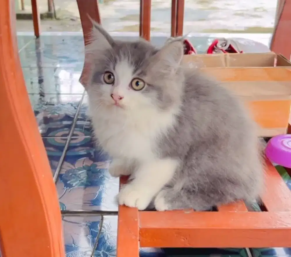 Kucing Kitten Persia Riwuk Bigbone