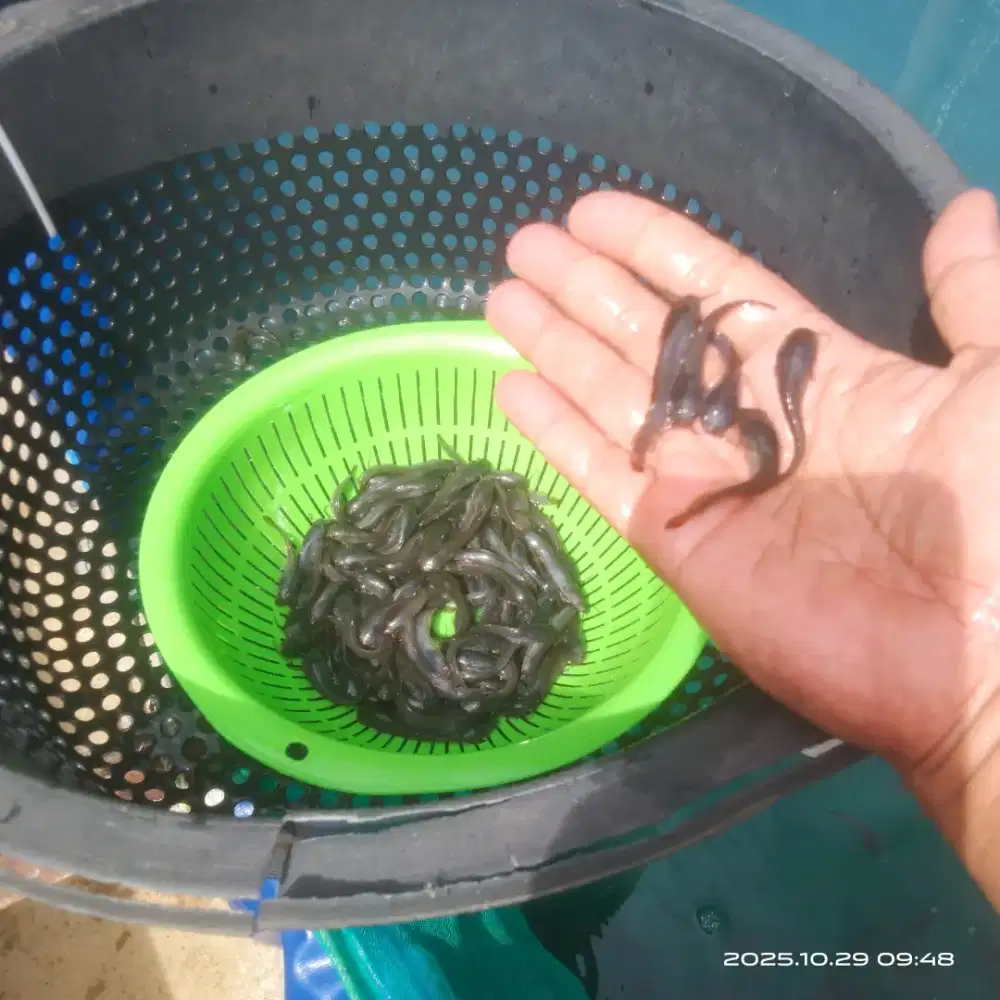 Jual Bibit Lele Unggul Uk 3-5 Sortir