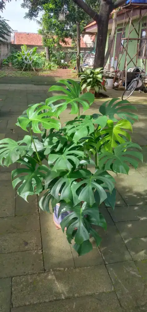 MONSTERA  MEWAH GLOWING