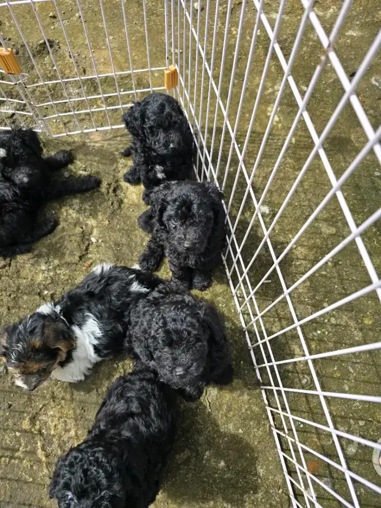 Poodle hitam manis jantan & betina