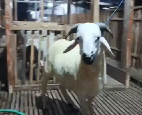 2 ekor domba jantan 1 tahunan 30kiloanUP siap potong nazar aqiqah puas