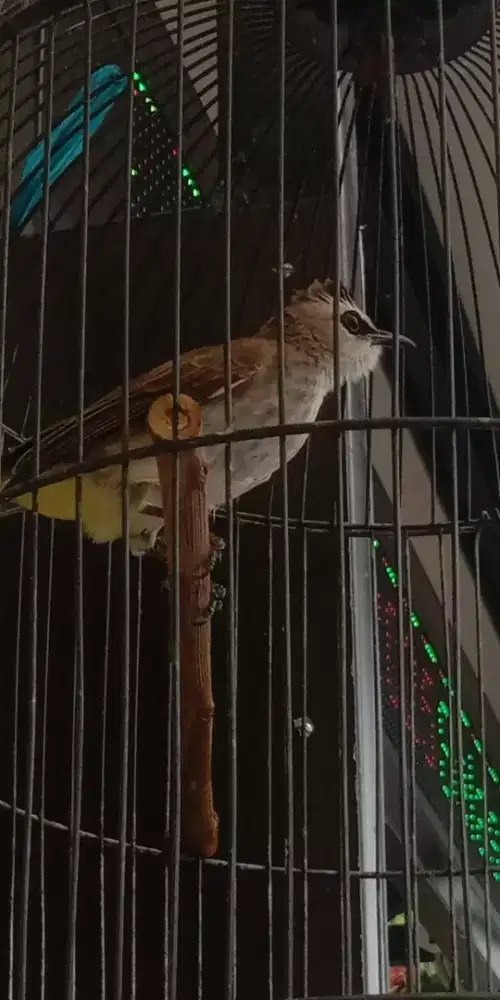 Burung trucukan Jatim mulus jantan fs