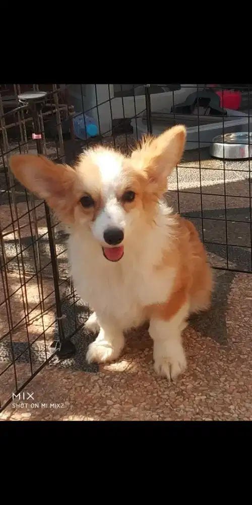 Open Adopt indukan Corgi Long Hair