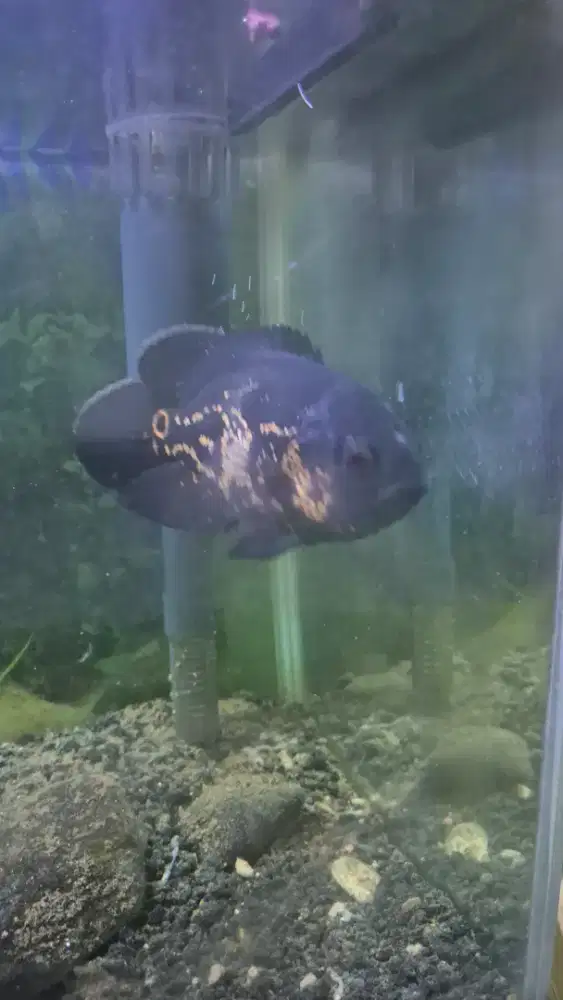 Oscar Tiger batik dan Tiger albino