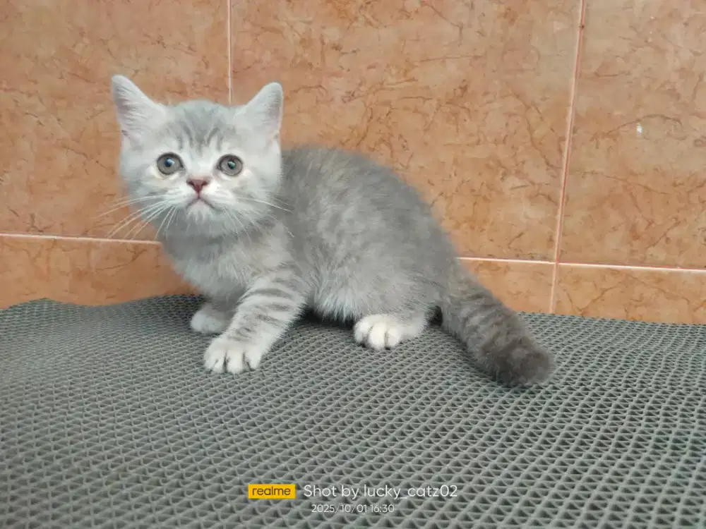 Kitten BSH ped x exotic betina