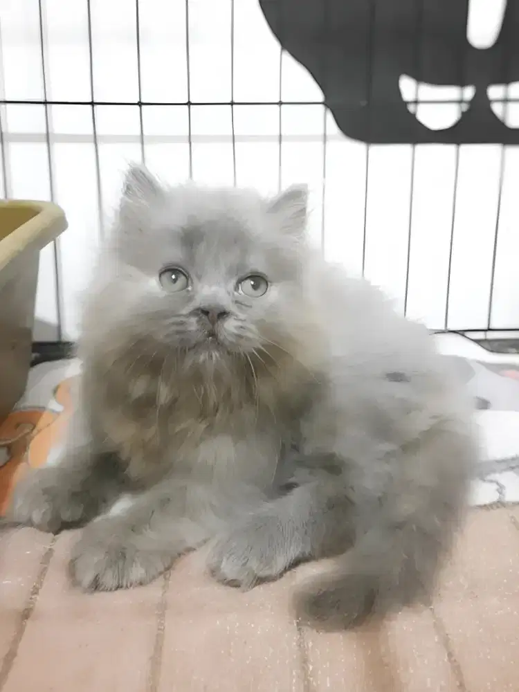 Persia flatnose betina