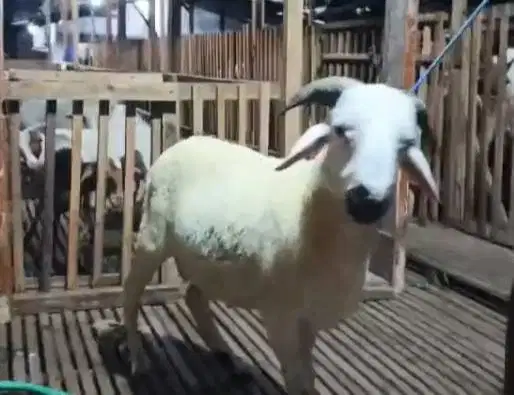 2 ekor domba jantan 30kiloanUP 1 tahunan siap nazar akikah potongan ok