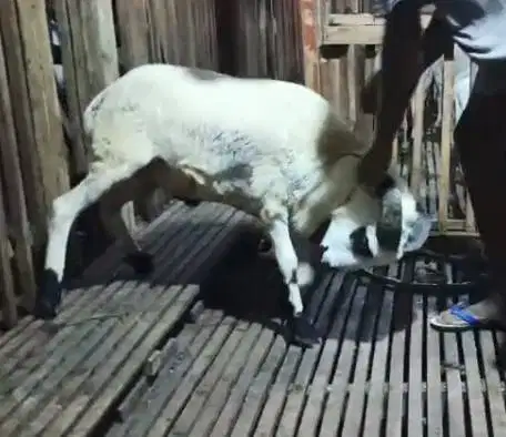 2 ekor domba jantan 30kiloanUP 1 tahunan siap nazar akikah potongan ok