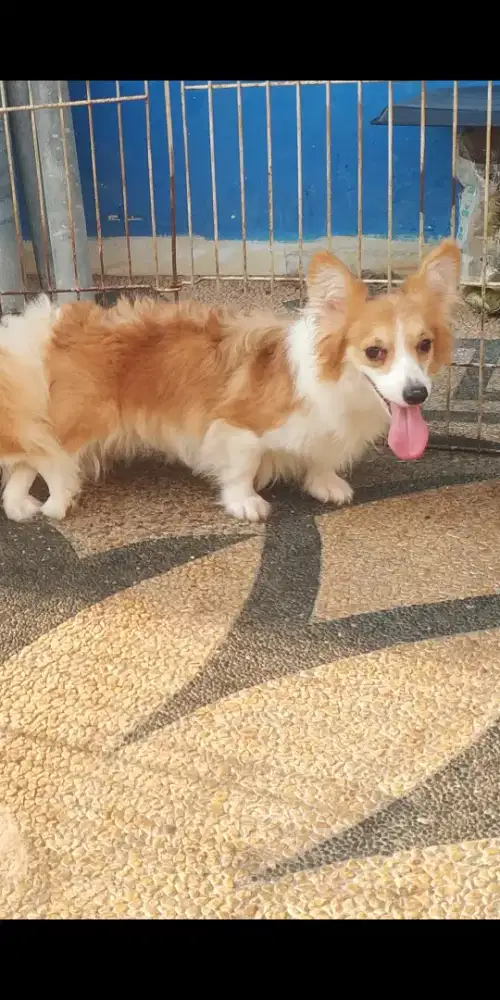 Open Adopt indukan Corgi Long Hair