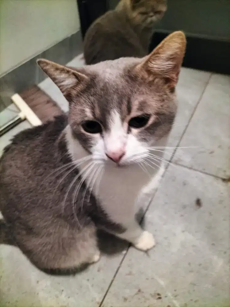 Yang tau kucing saja