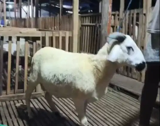 2 ekor domba jantan 30kiloanUP 1 tahunan siap potong nazar akikahan ok