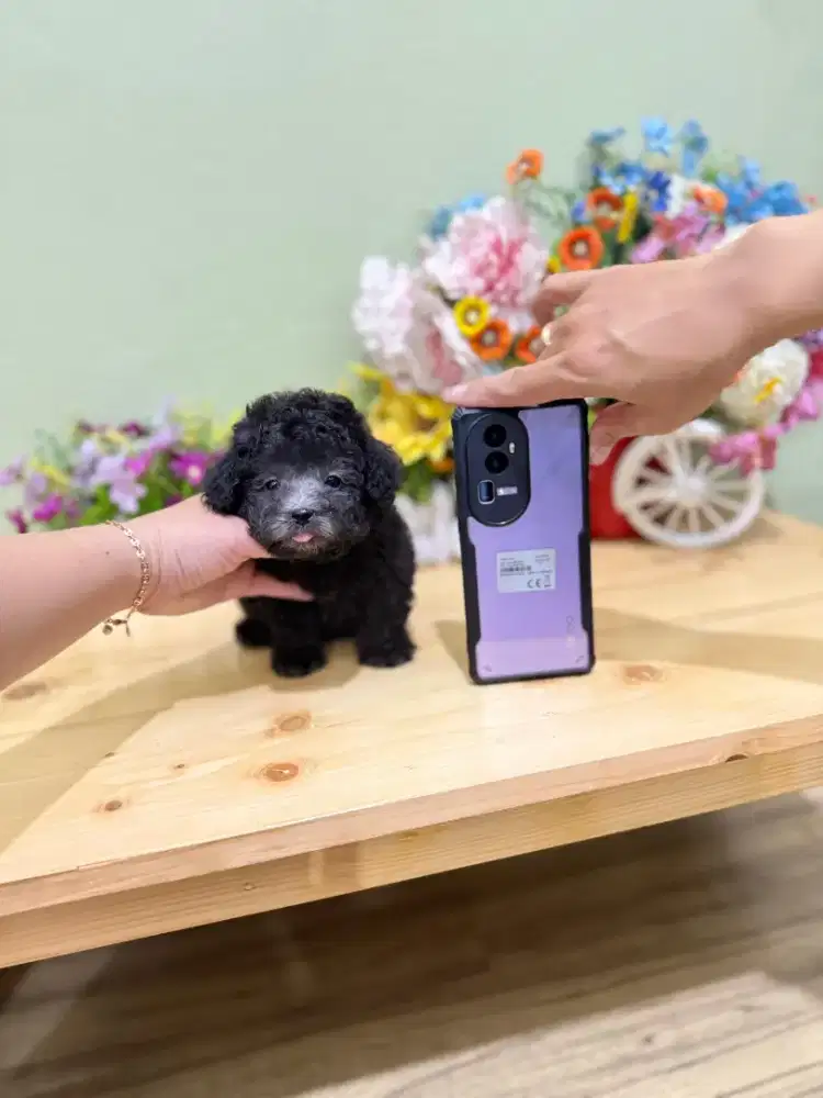 Poodle silver size super Tiny like teacup