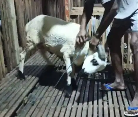 2 ekor domba jantan 1 tahunan 30kiloanUP layak akikah nazar potongan